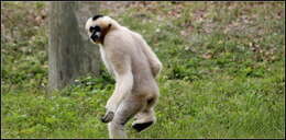 Image of Northern White-cheeked Gibbon