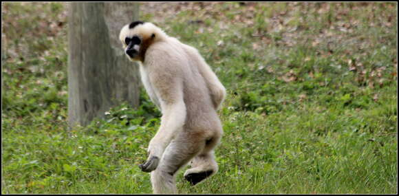 Image of Northern White-cheeked Gibbon