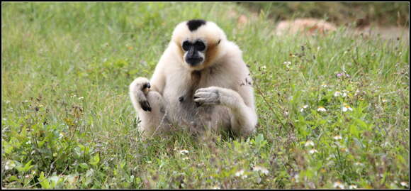 Image of Northern White-cheeked Gibbon