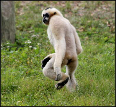 Image of Northern White-cheeked Gibbon