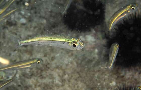 Image of Big-scale Sand Smelt