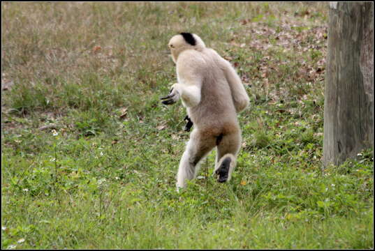 Image of Northern White-cheeked Gibbon