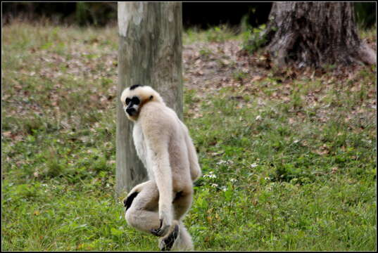 Image of Northern White-cheeked Gibbon