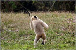 Image of Northern White-cheeked Gibbon