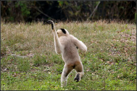 Image of Northern White-cheeked Gibbon