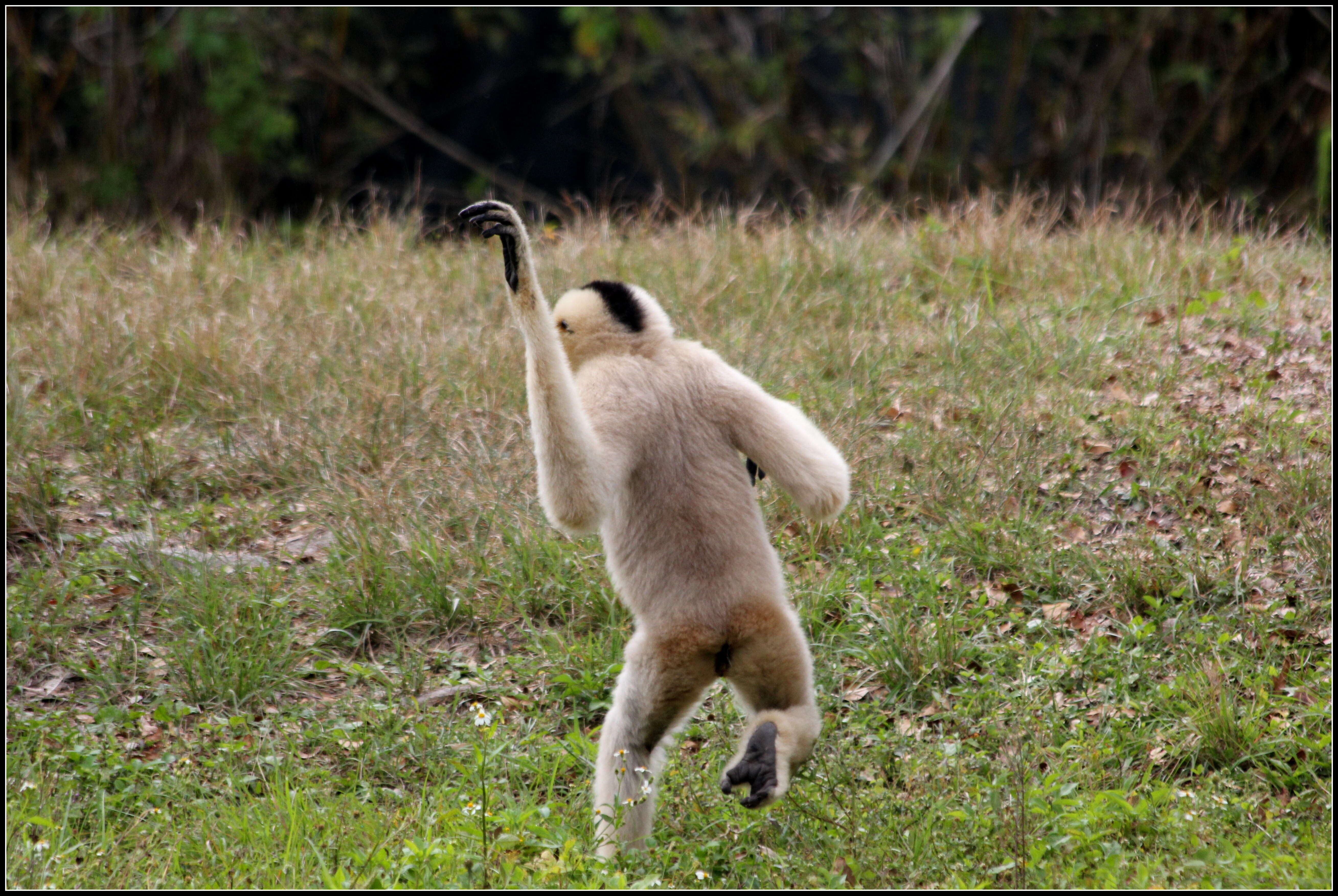 Image of Northern White-cheeked Gibbon