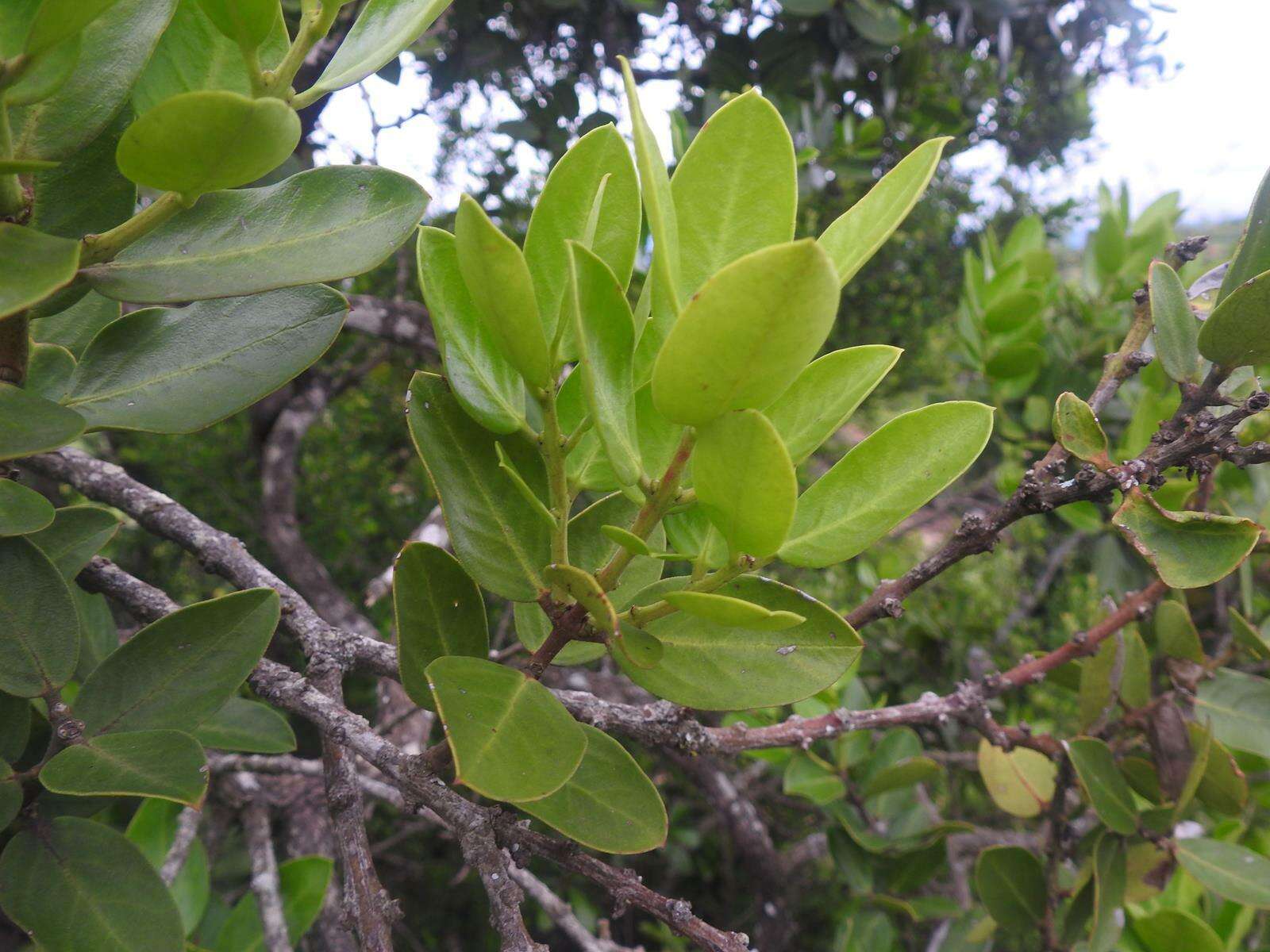 Image of Round-leaved Poison-bush