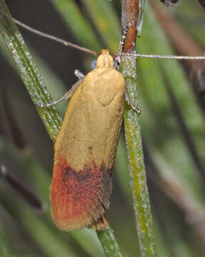 Image of Heteroteucha parvula Meyrick 1884