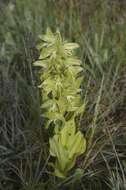 Image of Bog orchids