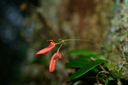 Image de Bulbophyllum albociliatum (Tang S. Liu & H. Y. Su) K. Nakaj.