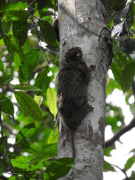 Image of scaly-tailed squirrel