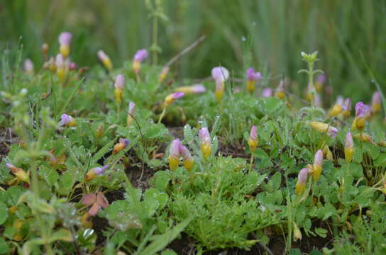 Imagem de Oxalis obliquifolia Steud. ex A. Rich.