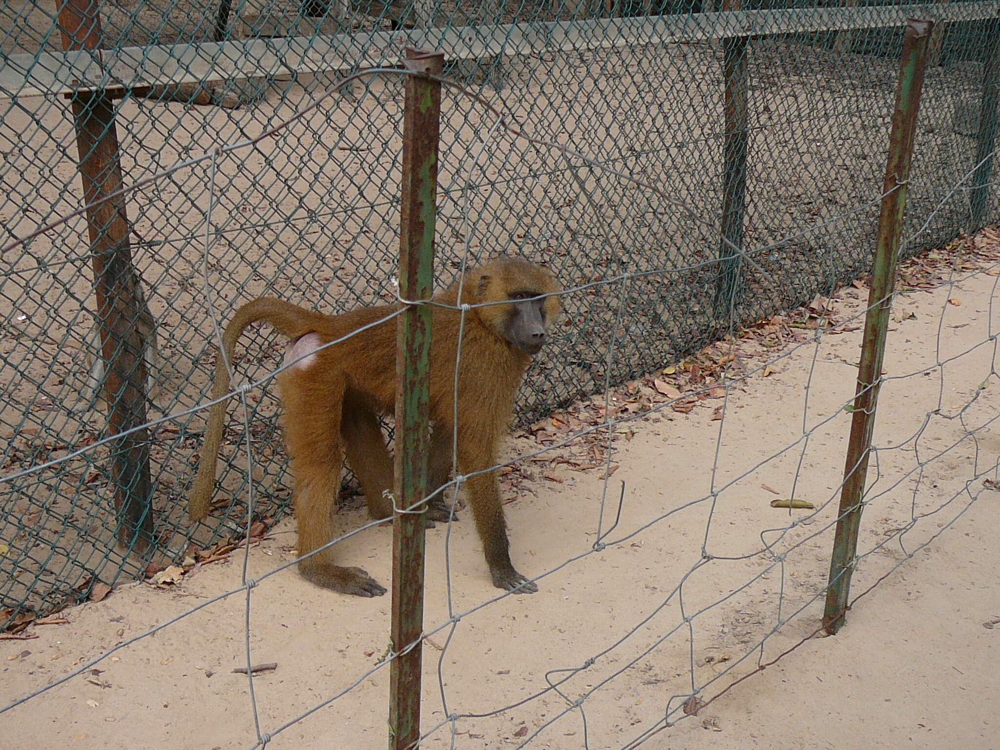 Image of Guinea Baboon