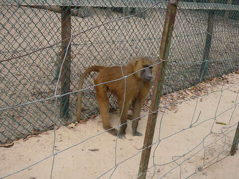 Image of Guinea Baboon