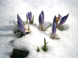 Plancia ëd Crocus etruscus Parl.