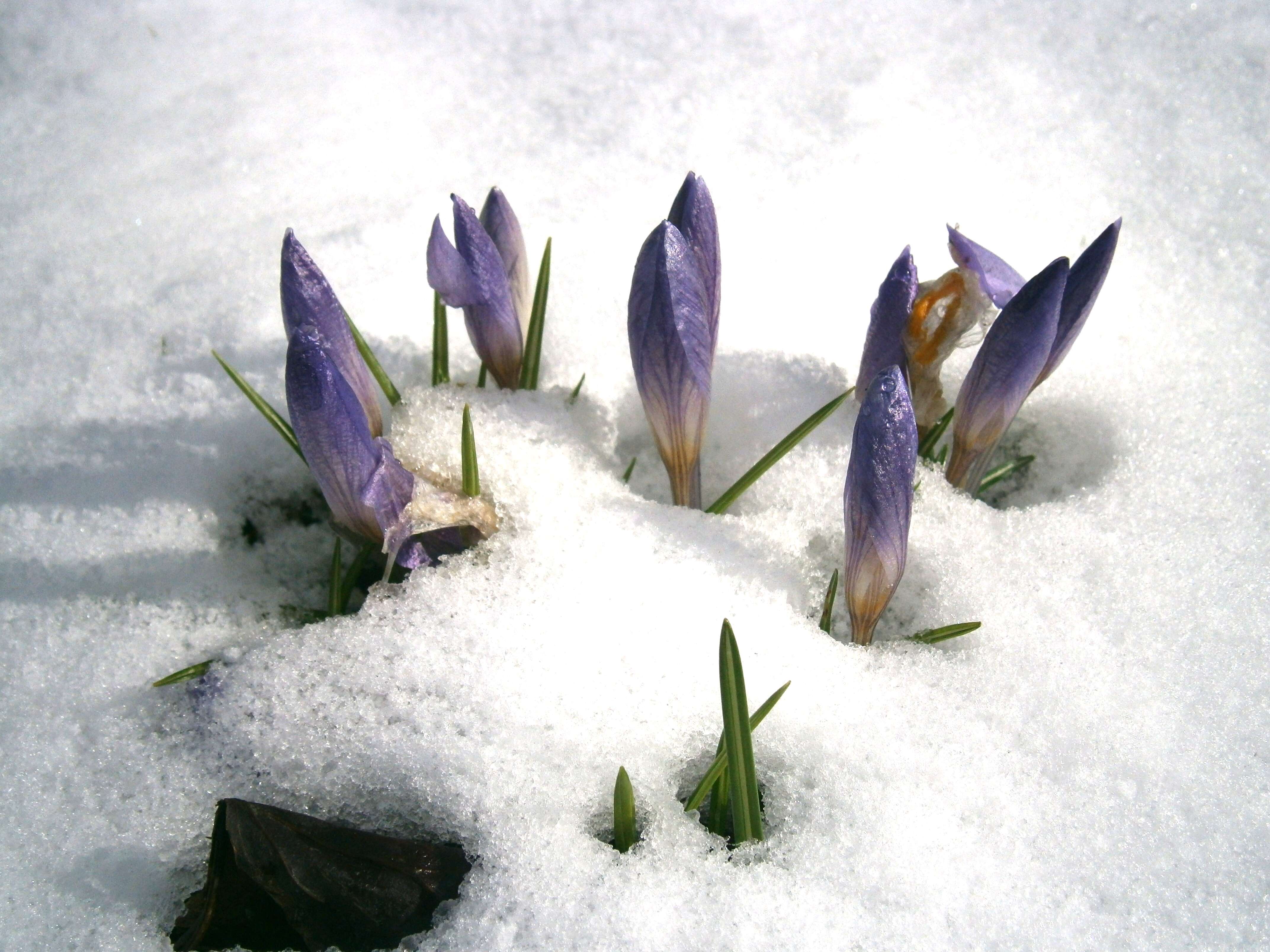 Plancia ëd Crocus etruscus Parl.