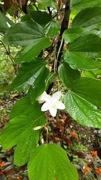 Image of Bauhinia acuminata L.