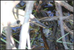 Image of American Bittern