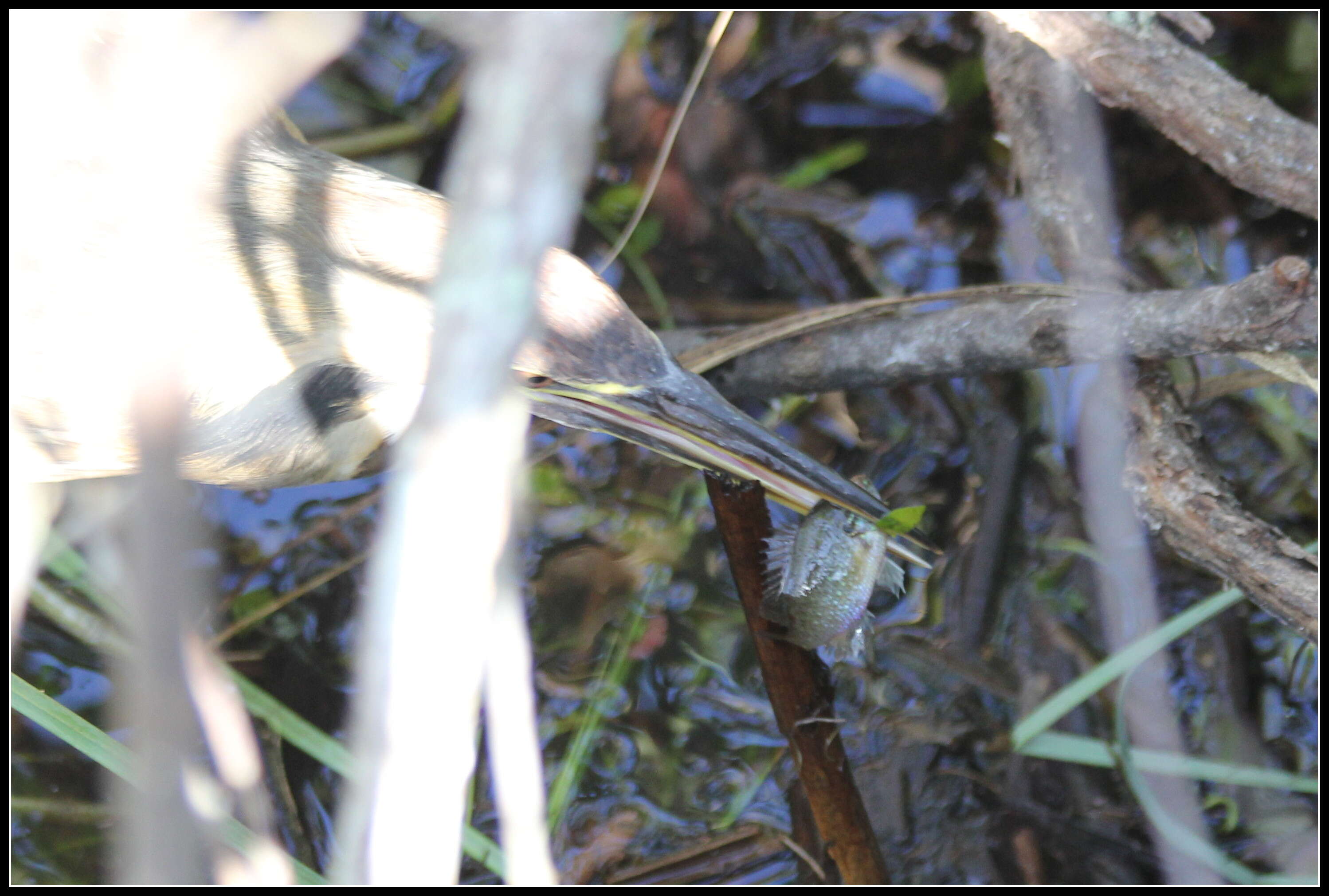 Image of American Bittern