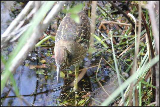 Image of American Bittern