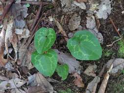 Image de Hexastylis heterophylla (Ashe) Small