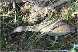 Image of American Bittern