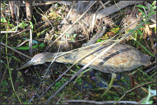 Image of American Bittern