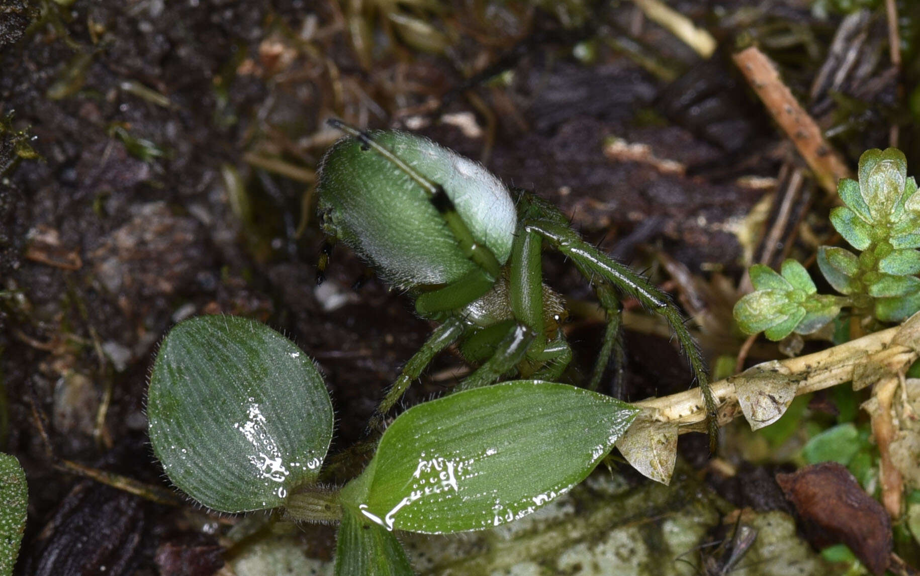 Image of Aoaraneus pentagrammicus