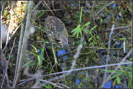 Image of American Bittern