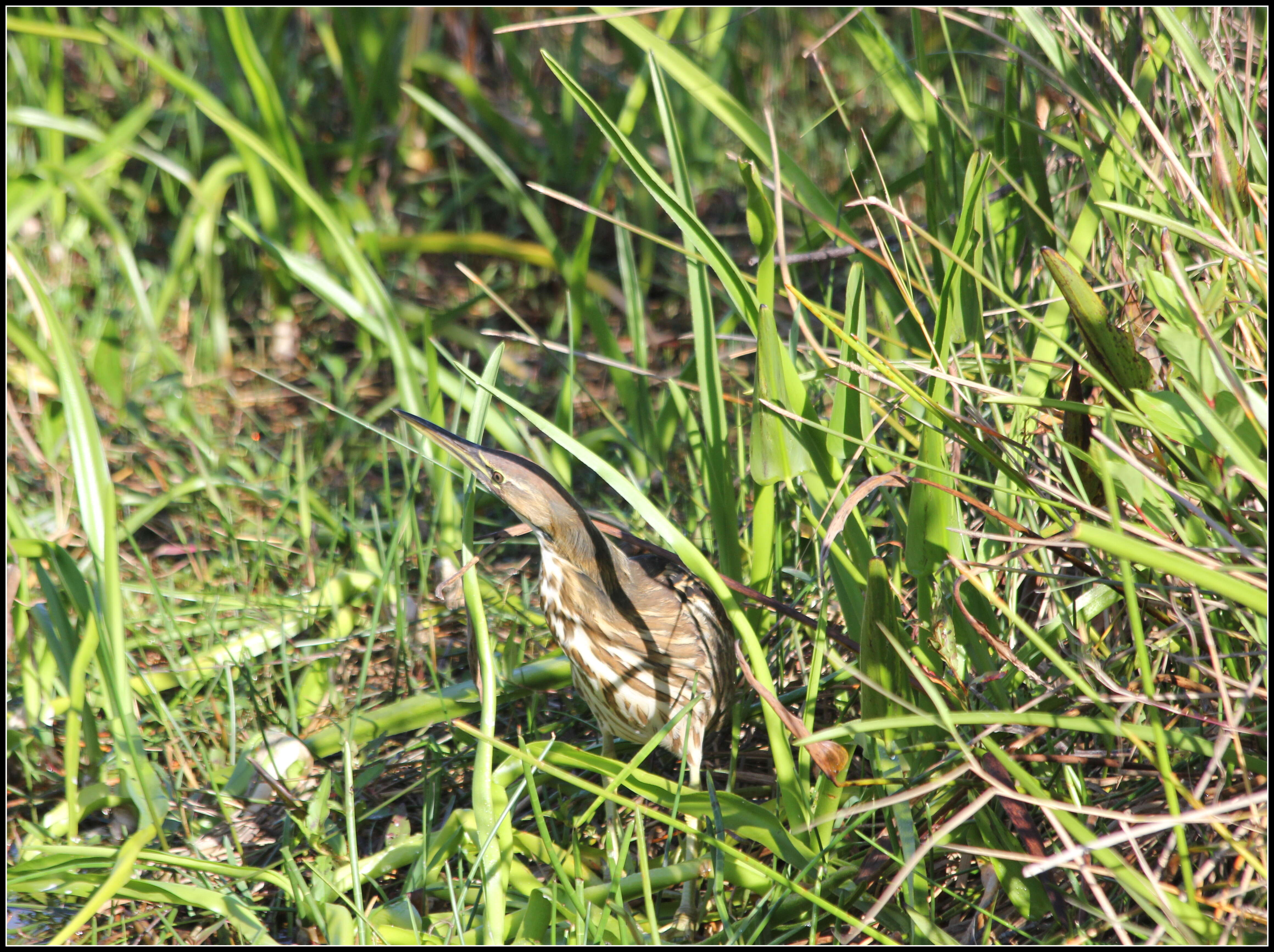 Image of American Bittern