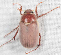 Image of Phyllophaga (Phyllophaga) rubiginosa (Le Conte 1856)