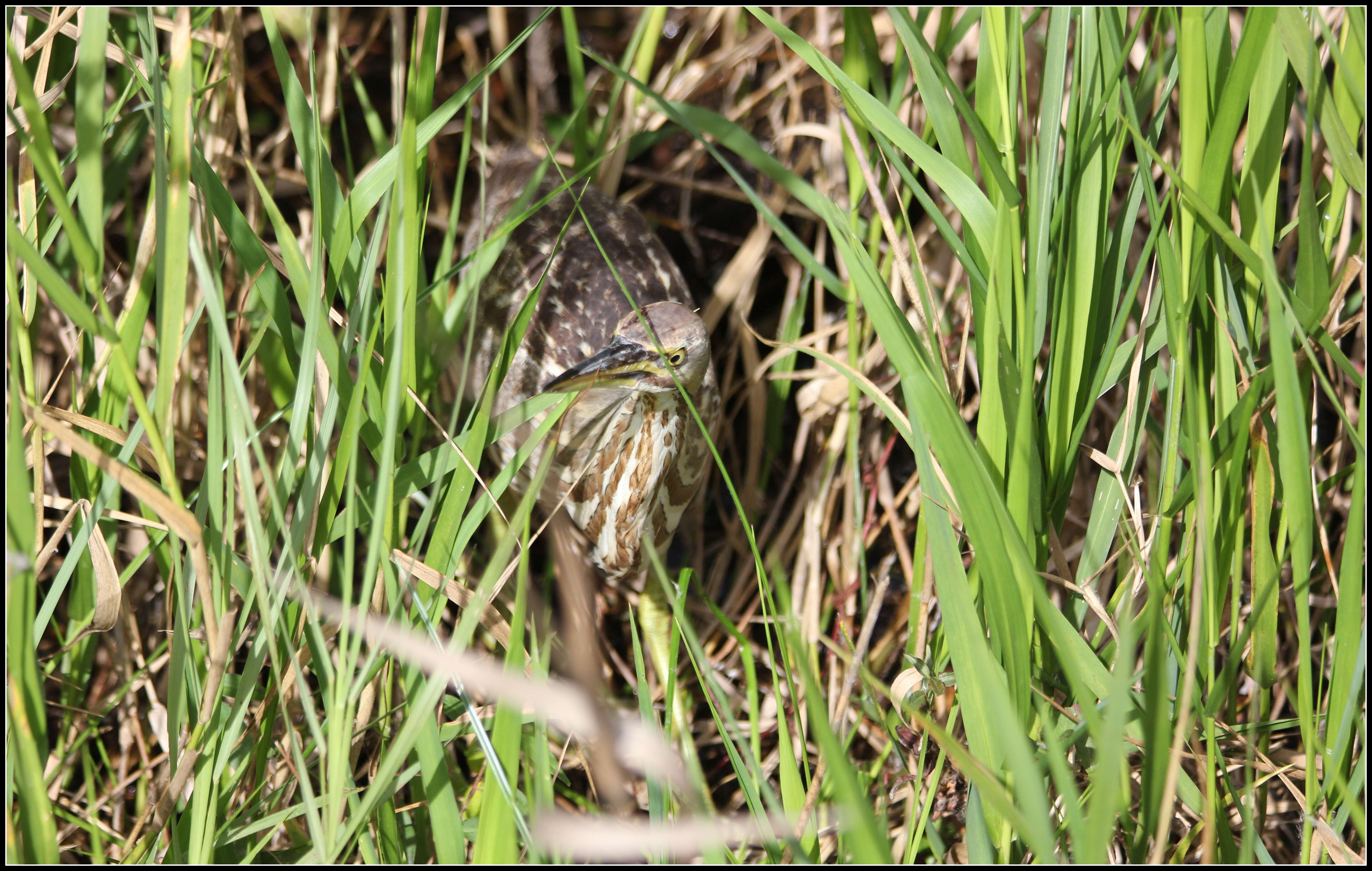 Image of American Bittern