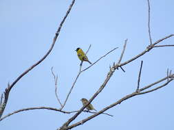 Image of Hooded Siskin