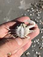 Image of Mottled Purse Crab