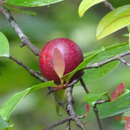 Слика од Garcinia indica (Thouars) Choisy