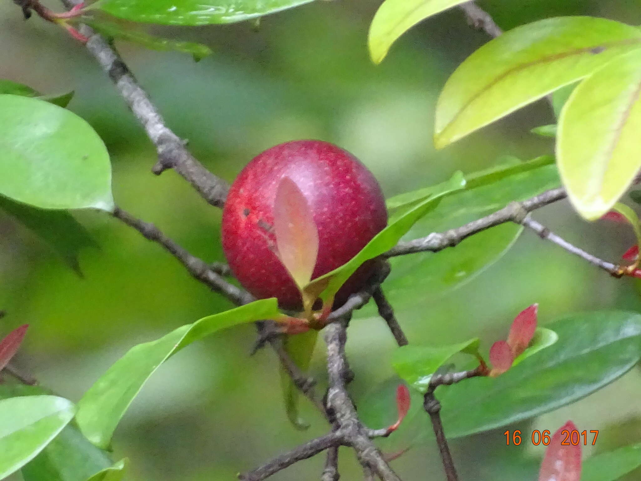 Image of garcinia