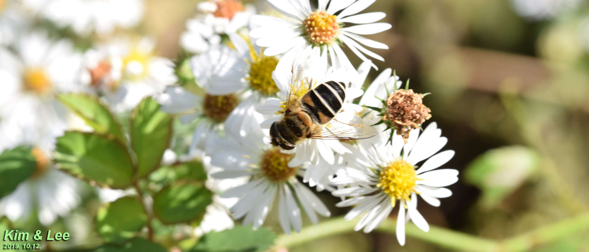 صورة Eristalis kyokoae (Kimura 1986)