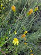 Image of snapdragon penstemon