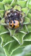 Image of Glacial Lady Beetle