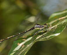 Image of Sydney flatwing