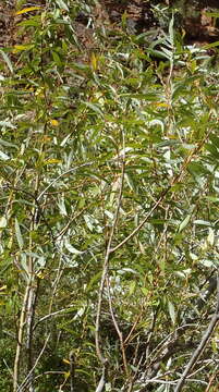 Image of Salix mucronata subsp. mucronata