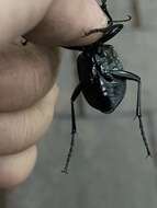 Слика од <i>Calosoma maximowiczi</i>