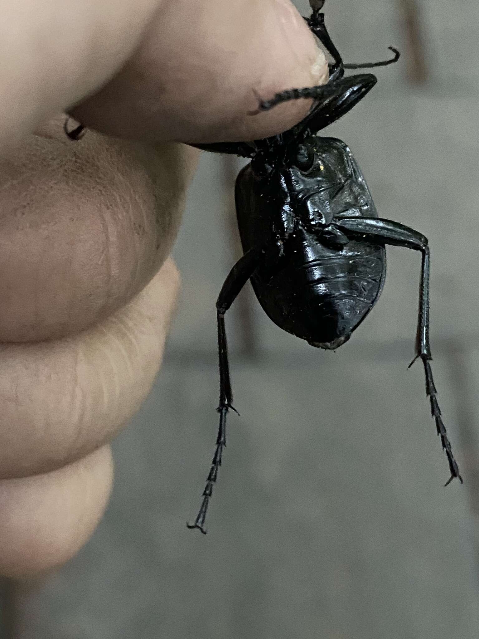 Слика од <i>Calosoma maximowiczi</i>