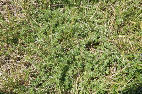 Plancia ëd Galium humifusum M. Bieb.