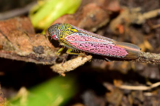 Imagem de Apogonalia germana (Fowler 1899)