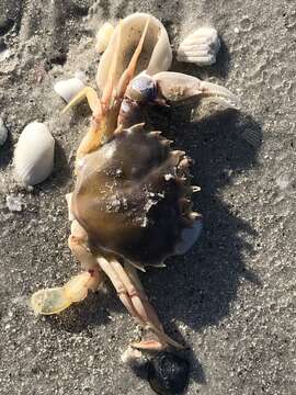 Image of Florida lady crab