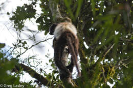 Image of Milne-Edward's Sifaka