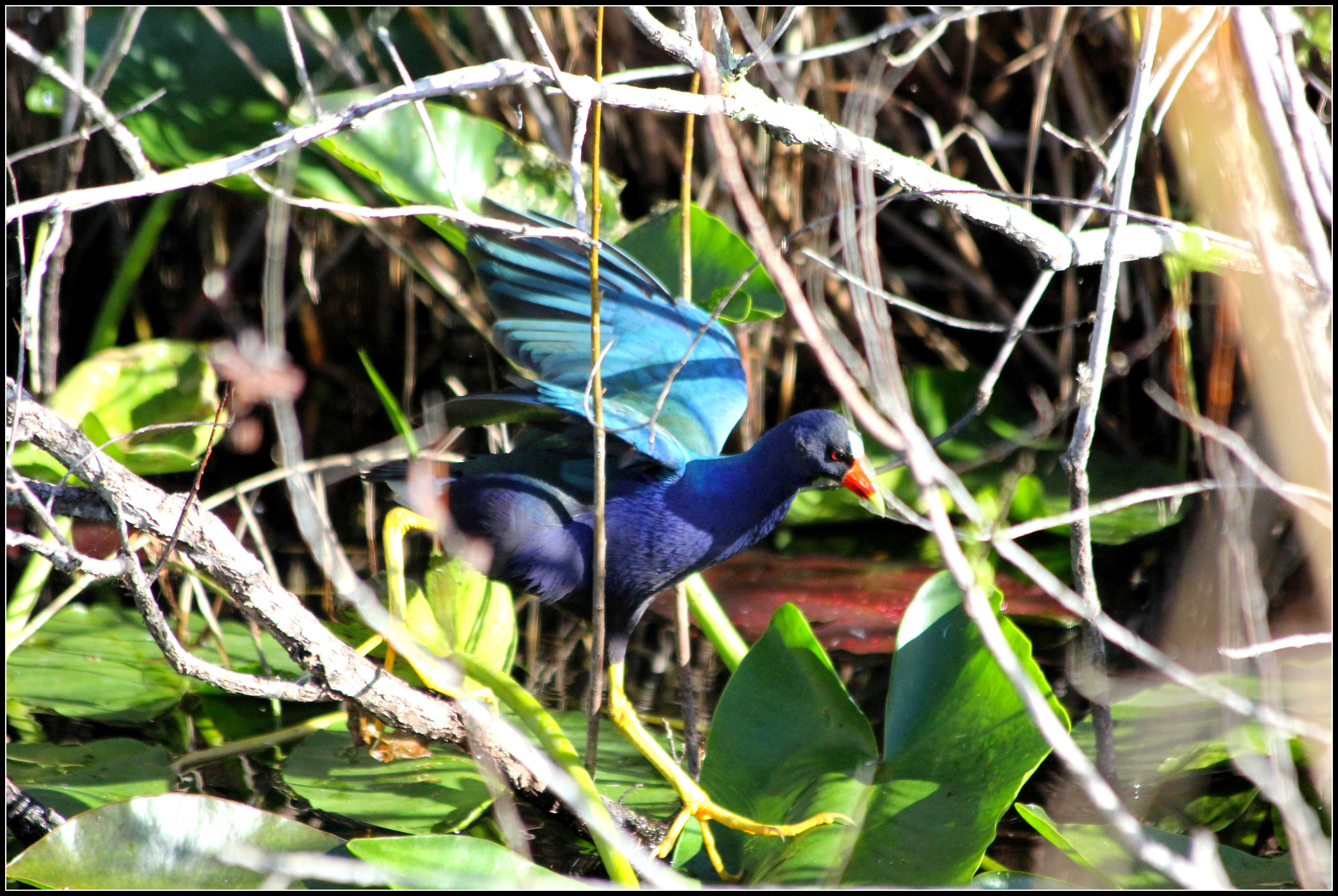 Image of American Purple Gallinule