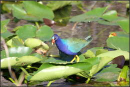 Image of American Purple Gallinule