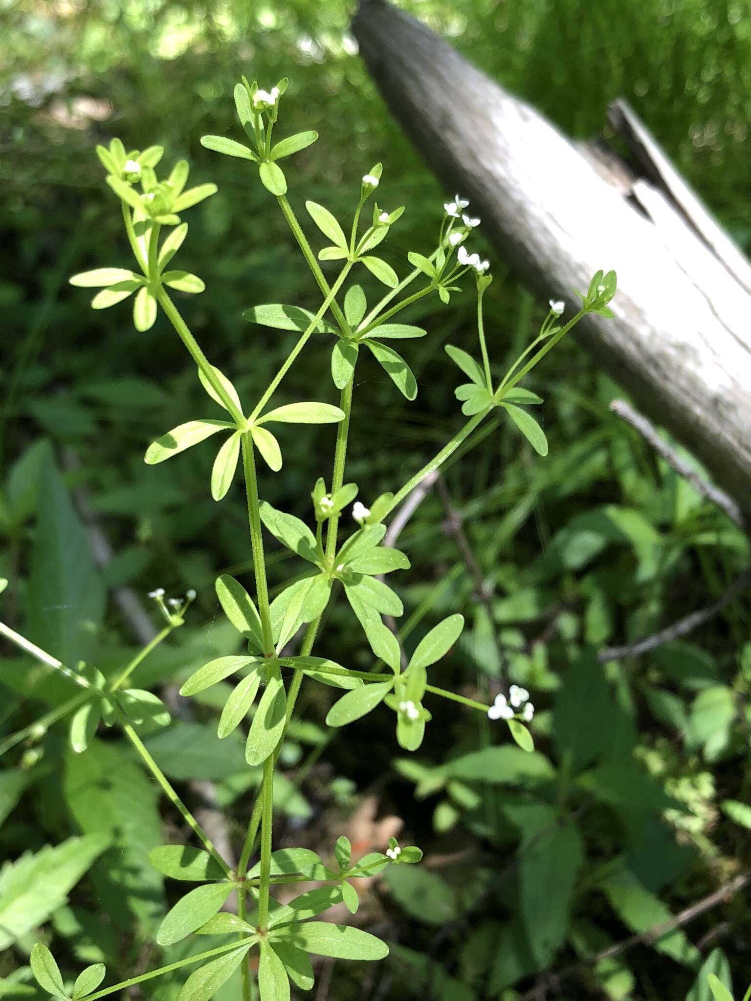 Image of three-petal bedstraw